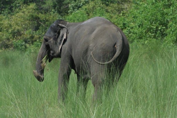 Elephant Breeding in Chitwan