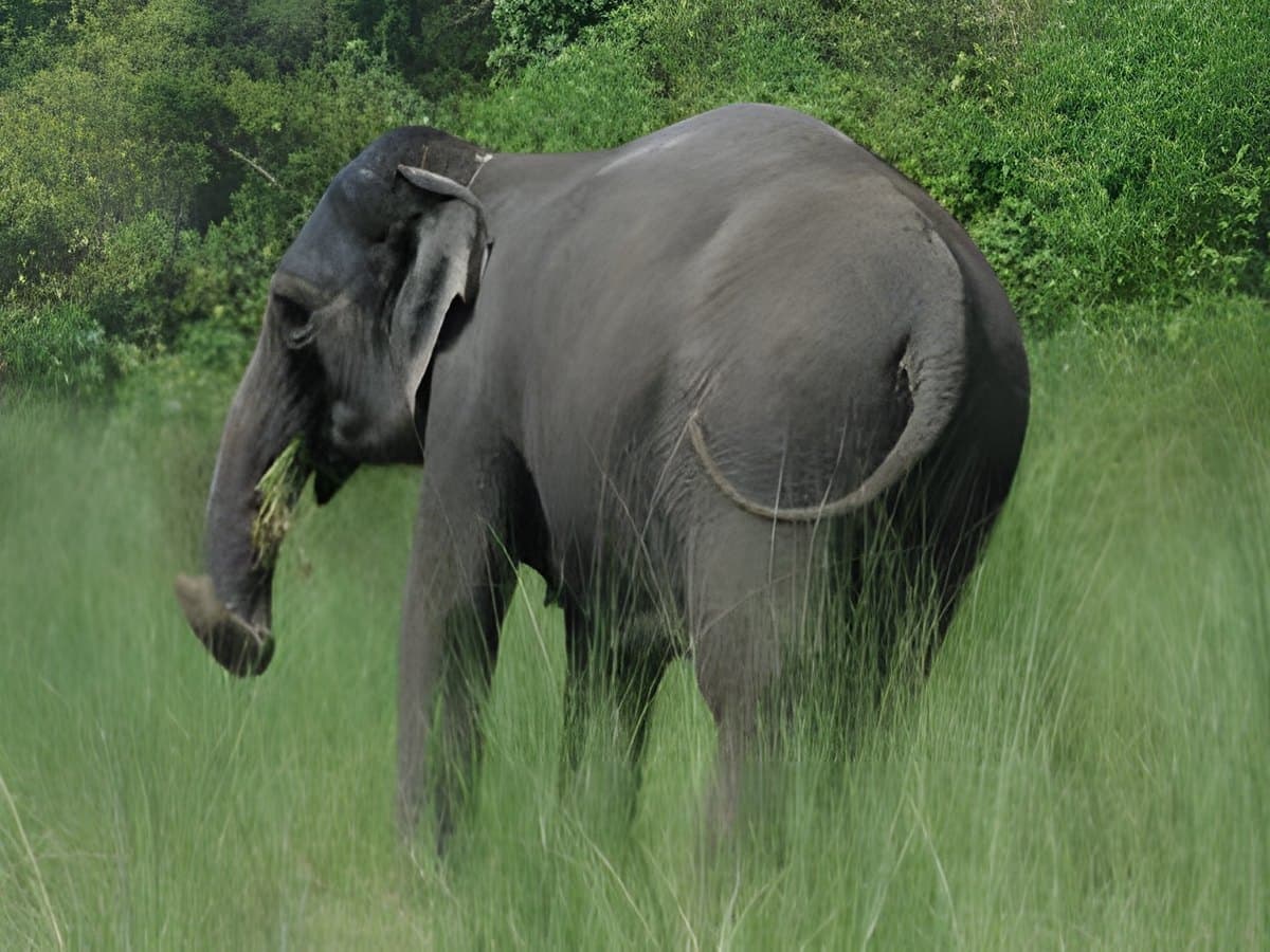 Guided Jungle and Nature Walks