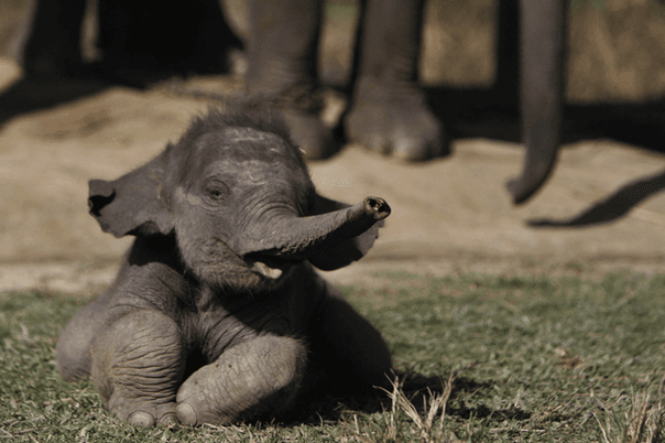 Elephant Educational Briefing