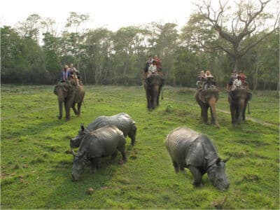 Welcome to Chitwan Jungle Safari